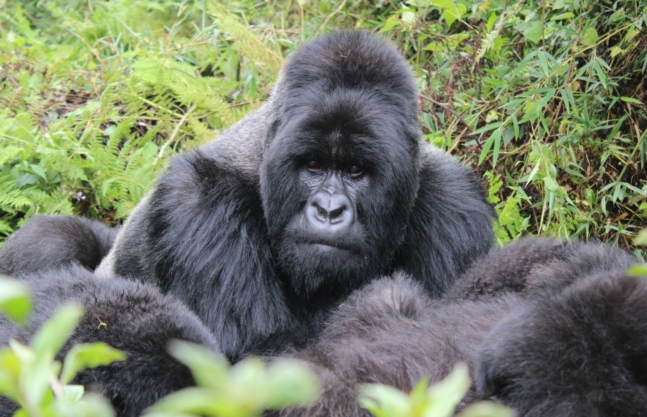 2 Days Gorilla Tour & Bisoke Hike