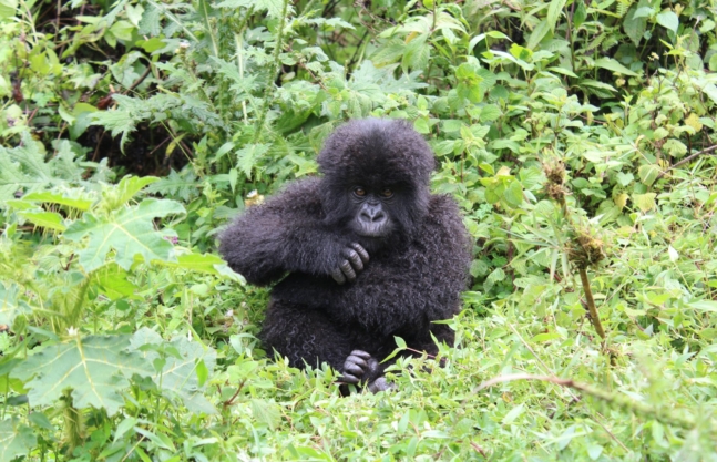 2 Days Gorilla Tracking Rwanda