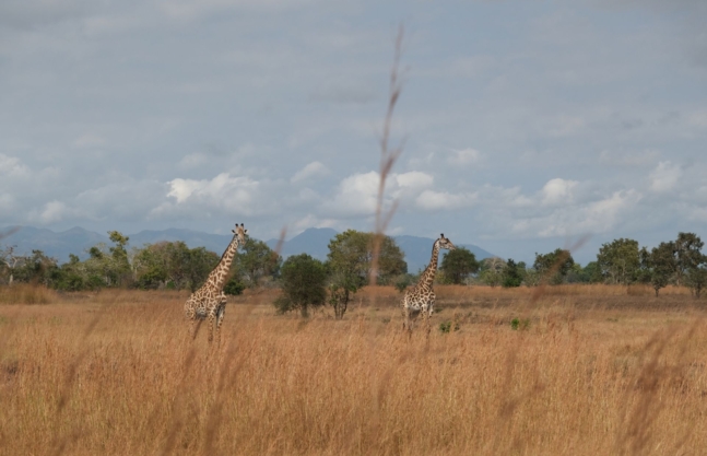 3 Days Akagera National Park Safari