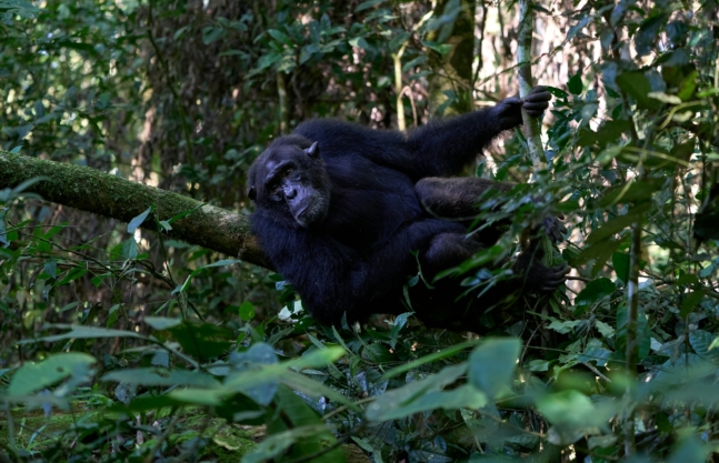 3 Days Chimps Tracking Kibale