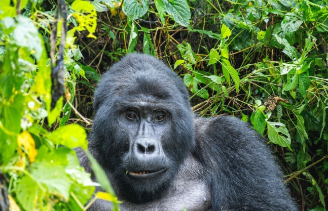 3 Days Double Gorilla Trek