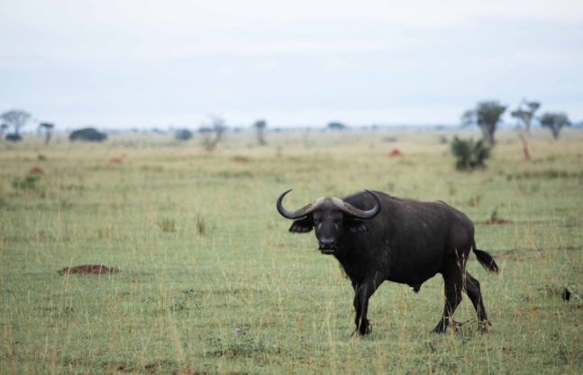 3 Days Murchison Falls National Park Safari