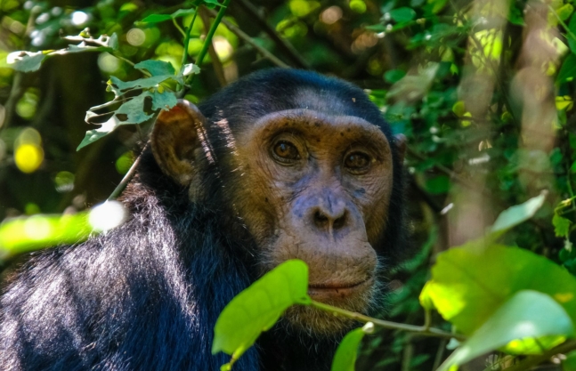 3 Days Nyungwe Chimps Tour