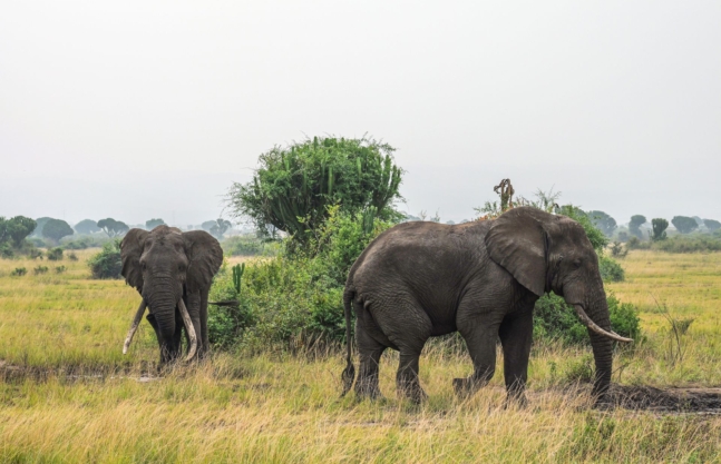 3 Days Queen Elizabeth National Park Safari