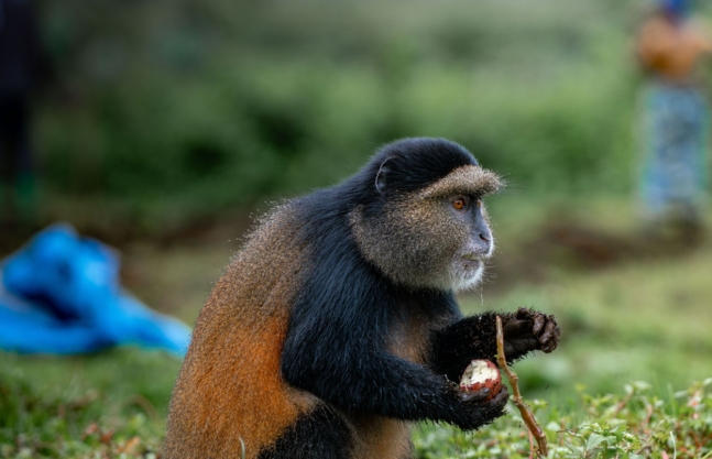 3 Days Rwanda Gorilla & Golden Monkey Trek