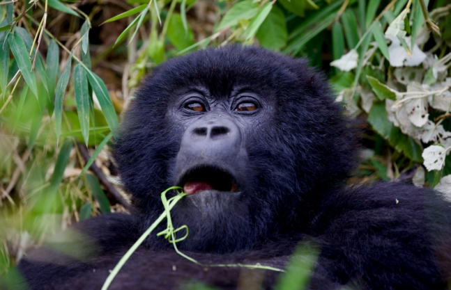 3 Days Rwanda Gorilla Trek