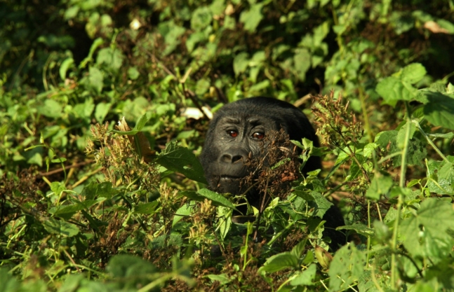 3 Days Uganda Gorilla Trek