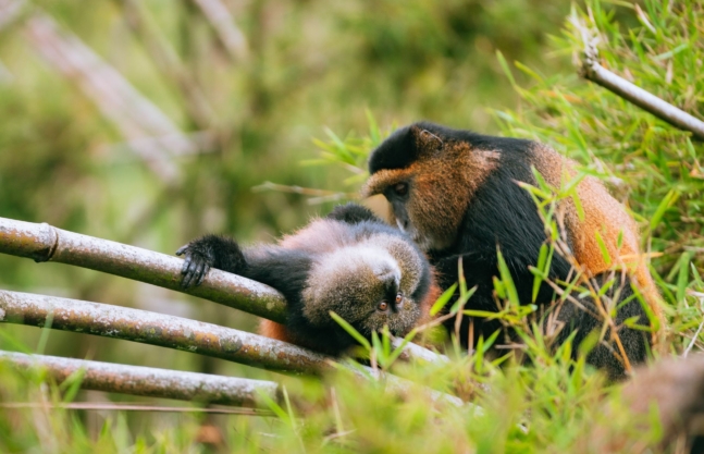 4 Days Rwanda Gorillas & Golden Monkey Trek