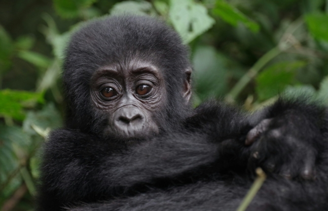 4 Days Rwanda Gorillas & Lake Kivu
