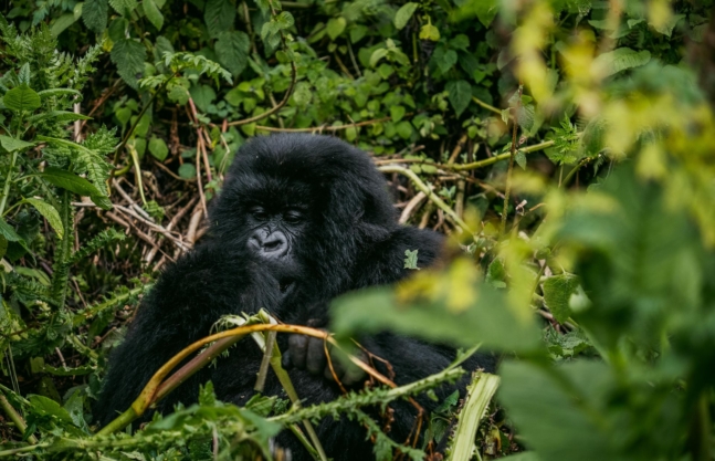 4 Days Uganda Gorillas & Chimpanzee Safari