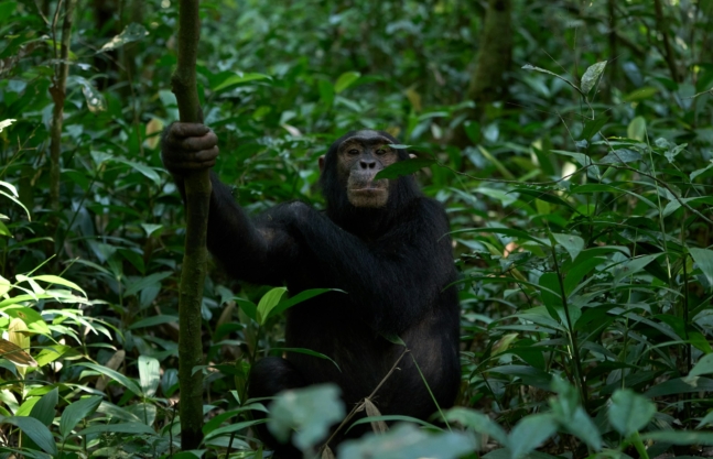 5 Days Gorilla Safari & Chimps Tracking