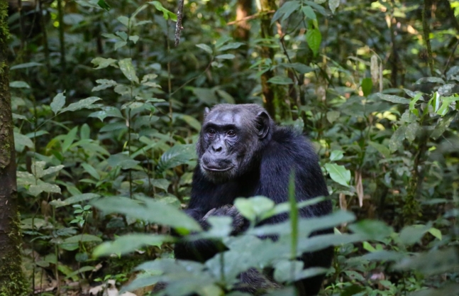 5 Days Gorilla Trekking & Chimpanzee Tour