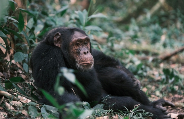 5 Days Rwanda Primates Safari
