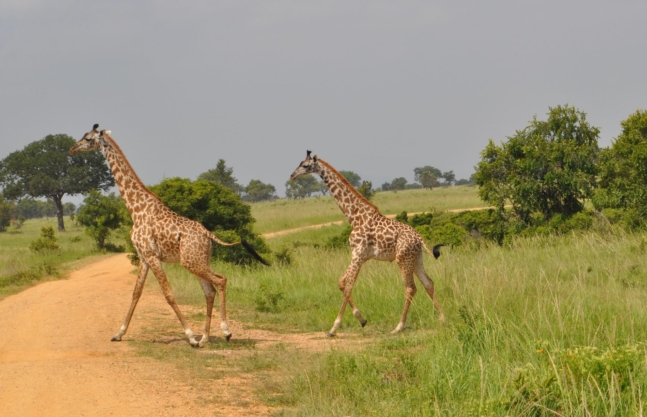 5 Days Rwanda Wildlife Safari