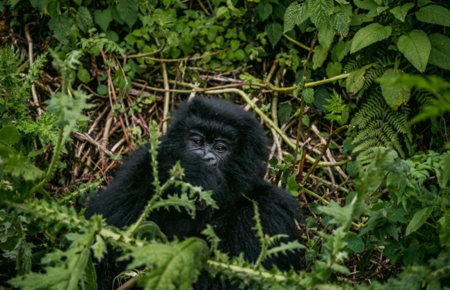 7 Days Rwanda Gorillas & Wildlife Safari