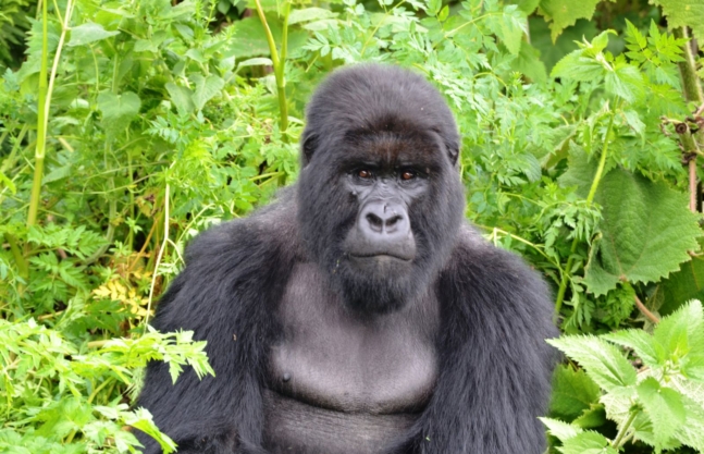 7 Days Rwanda Primates Safari