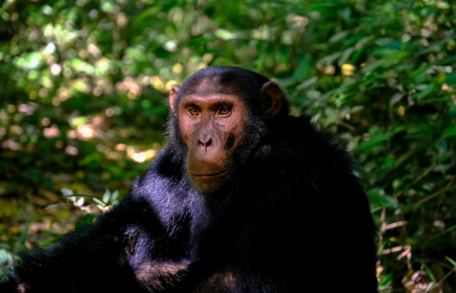 7 Days Uganda Safari