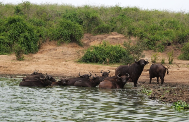 8 Days Uganda Wildlife Adventure